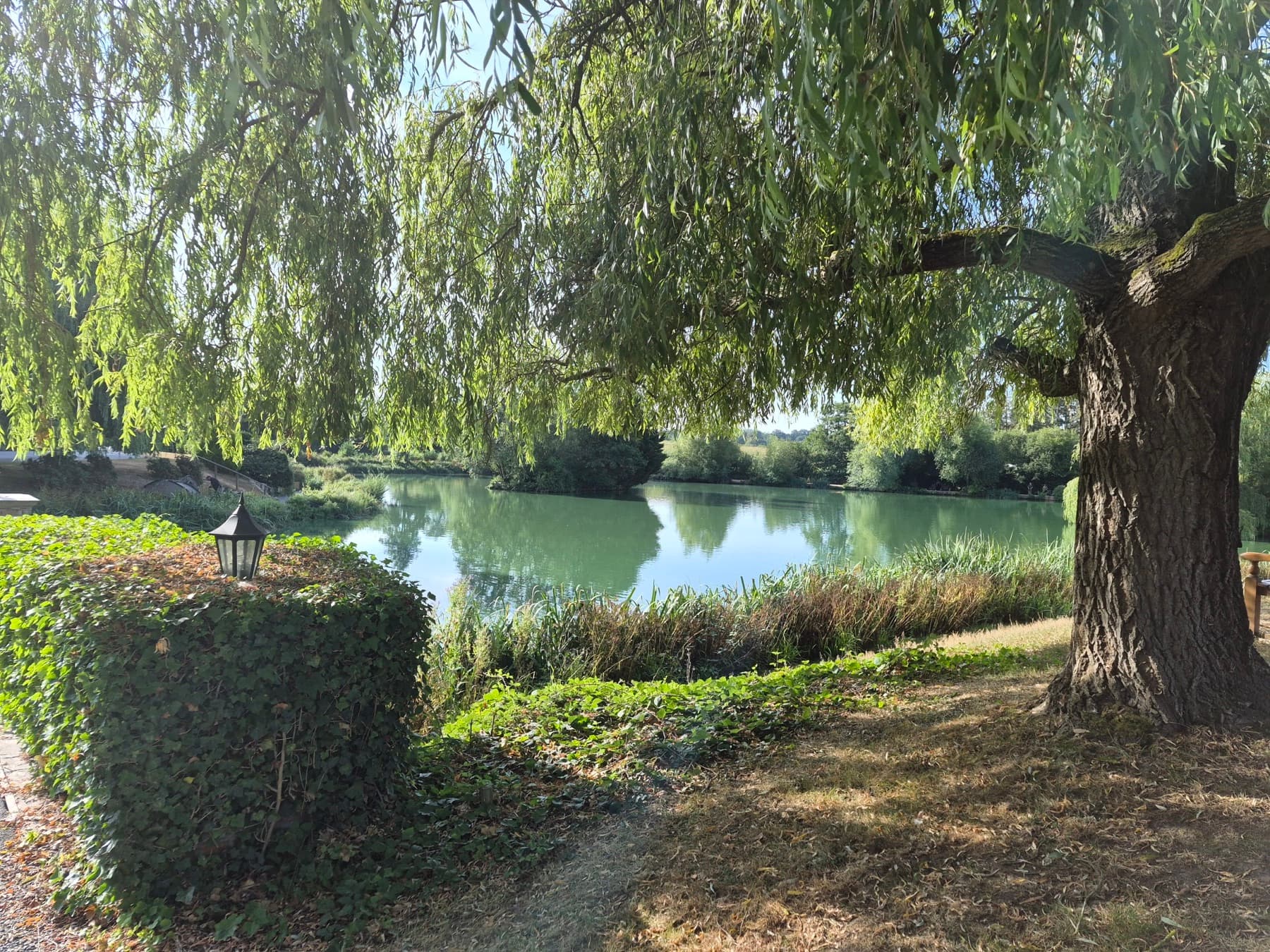 A weeping willow leaning over the lake at Hawkhurst Fish Farm, with a small lantern on the hedge in the foreground